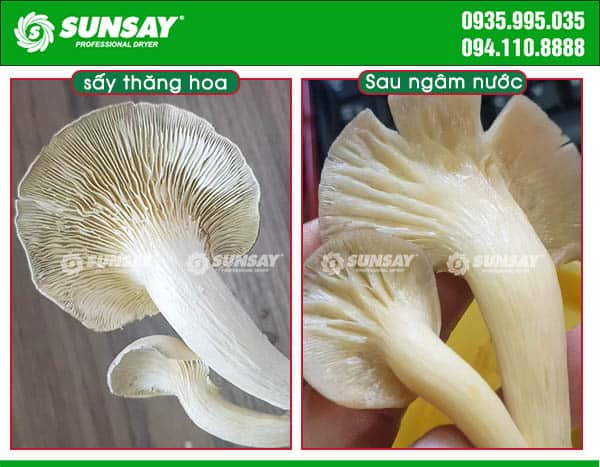 Nấm sấy thăng hoa được hoàn nguyên