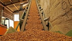 Tiêu chuẩn chất lượng sản phẩm viên nén gỗ mùn cưa wood pellet xuất khẩu