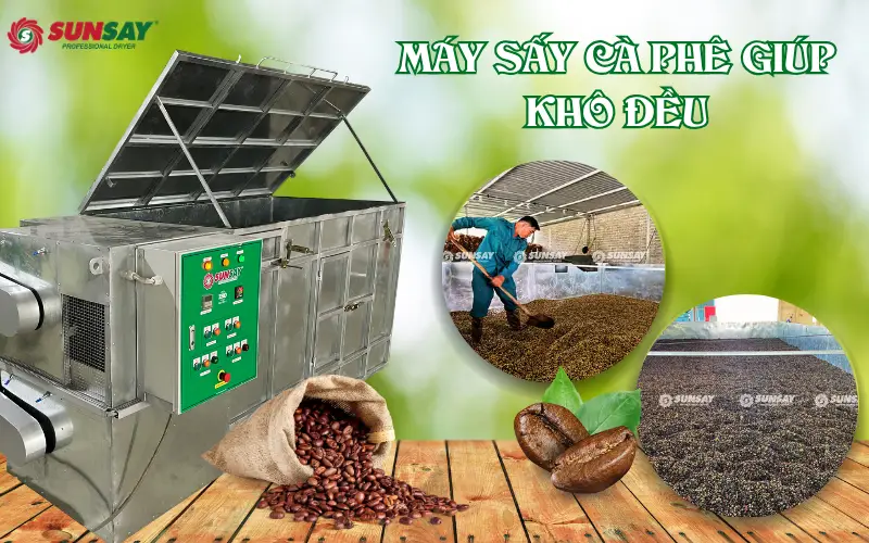 Đầu tư máy sấy cà phê giúp khô đều – Giải pháp tối ưu cho mùa thu hoạch