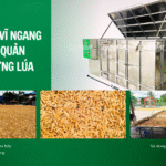 Cách máy sấy vĩ ngang SUNSAY giúp bảo quản chất lượng lúa trong mùa mưa bão