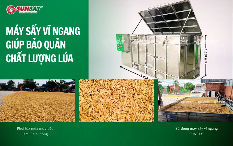 Cách máy sấy vĩ ngang SUNSAY giúp bảo quản chất lượng lúa trong mùa mưa bão