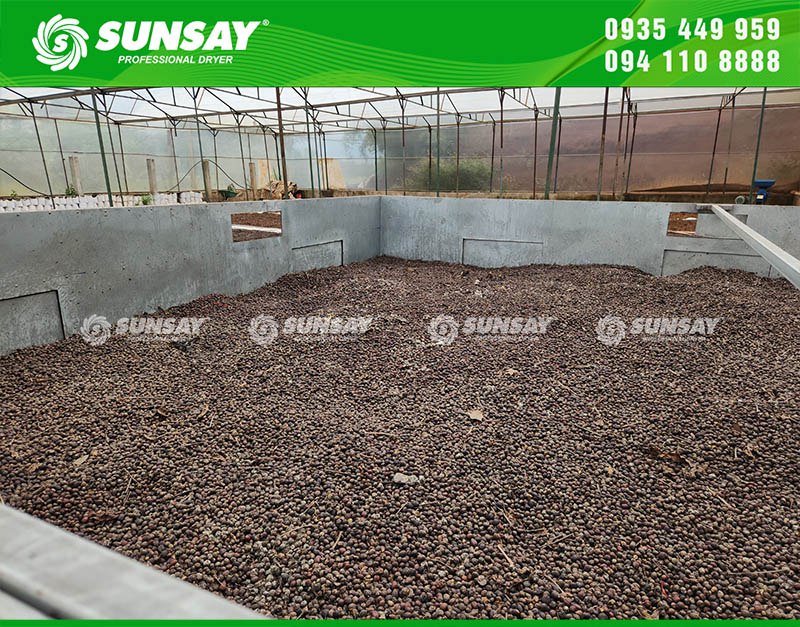 Máy sấy cà phê SUNSAY chất lượng cao