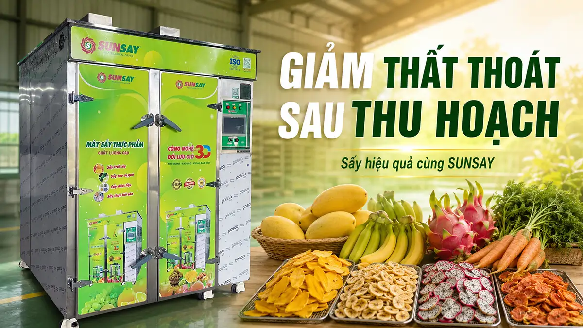 Máy sấy SUNSAY giúp giảm thất thoát sau thu hoạch ra sao?