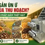 Nông sản ùn ứ vào mùa thu hoạch: Đâu là giải pháp giảm thiệt hại? Nông sản ùn ứ vào mùa thu hoạch