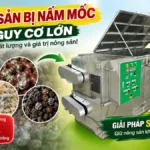 Tình trạng nông sản bị nấm mốc sau thu hoạch đến từ đâu? Tình trạng nông sản bị nấm mốc