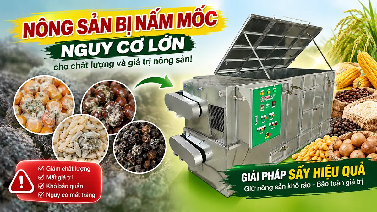 Tình trạng nông sản bị nấm mốc sau thu hoạch đến từ đâu?